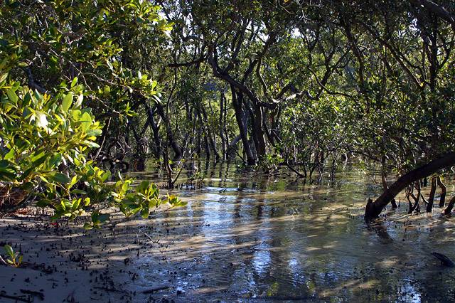Mangroves at Bay