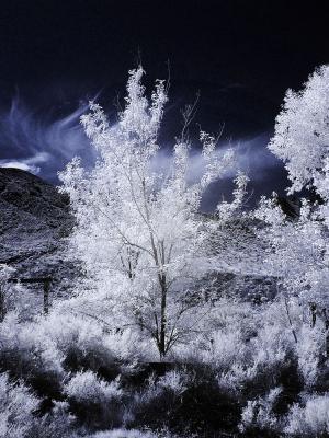 Infrared tree at Barker Ranch, Death Valley
