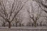 central valley orchard bloom