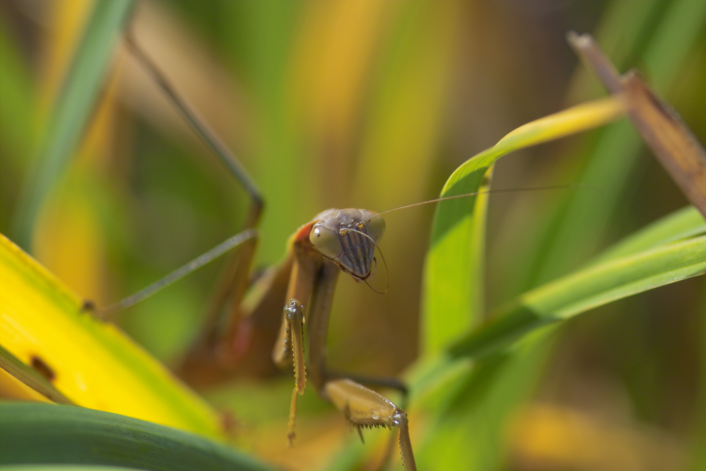 A different female praying mantis. She is cleaning one of her antennae.