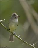 Northern Beardless-Tyrannulet