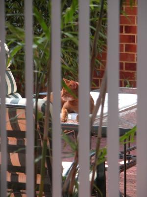 Paparazzi stalking my cat #1