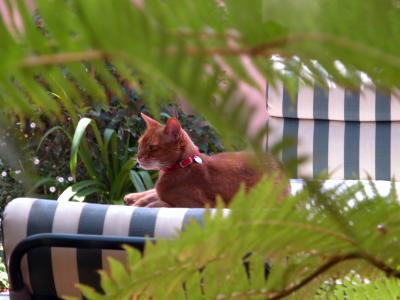 Paparazzi stalking my cat, Marcus #2