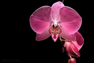 Orchid FCB
