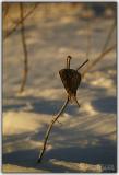 Lone Milkweed