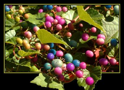 porcelain berries