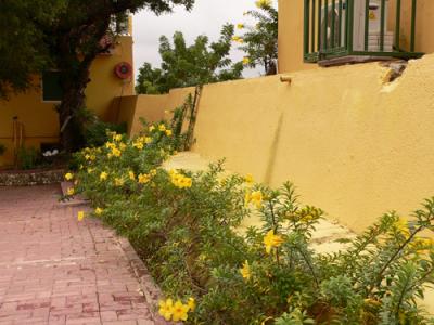 A wall of yellow