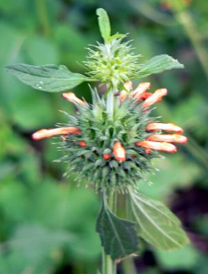 A pretty weed