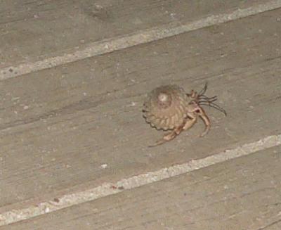 A hermit crab in a very lovely shell ..nothing but the best for this wee fella