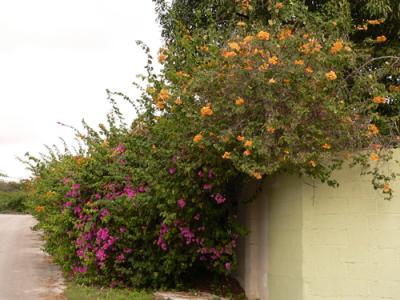 Every colour of bougainvillea imaginable