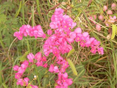 A vine type weed all over the island ..oh! so pretty!