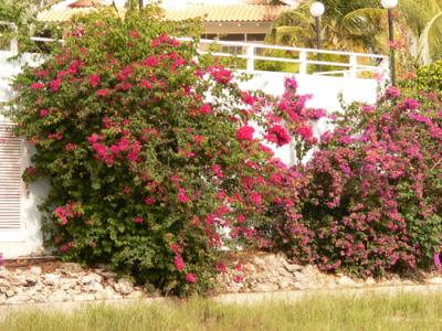 Several warblers loved this bush