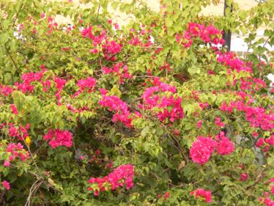 Bougainvillea everywhere!