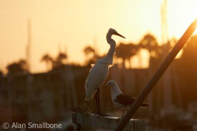 Marina del Rey - July 23, 2004