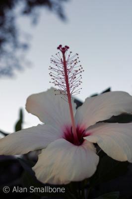 hibiscus