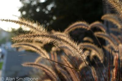 grasses out front
