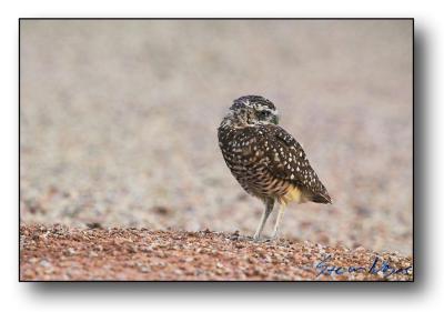 Burrowing Owl : Week 6