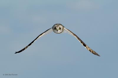 Plum Island, Parker River National Wildlife Refuge Short Eared Owl ~ Wings Down Over Dune
