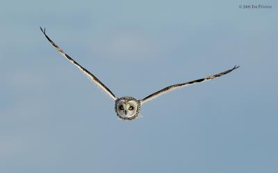  Plum Island, Parker River National Wildlife Refuge Short Eared Owl ~ Wings Up Over Dune