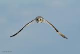  Plum Island, Parker River National Wildlife Refuge Short Eared Owl ~ Wings Down Over Dune