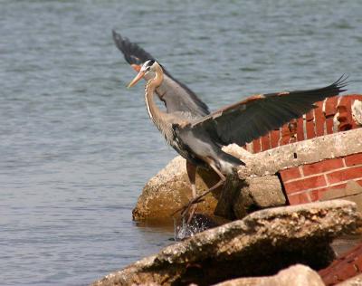 Great Blue Heron, Ft DeSoto Park