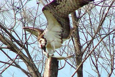 Osprey Feeding, Ft DeSoto Park