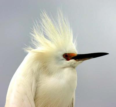 Snowy Egret, Ft DeSoto Park