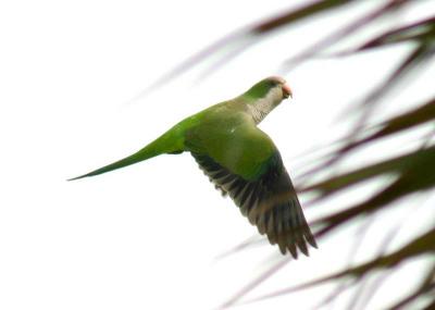 Green Parrot