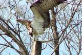 Osprey Feeding, Ft DeSoto Park