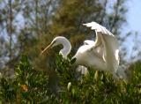 Great Egret, Ft DeSoto Park