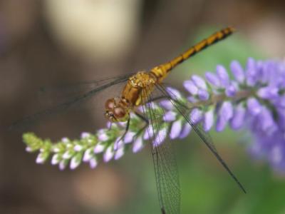 Macro July 2004