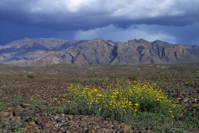 flowers before the storm