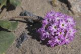 desert sand verbena