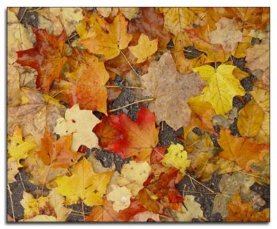 Autumn palette