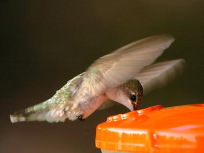 HummerDrink.jpg