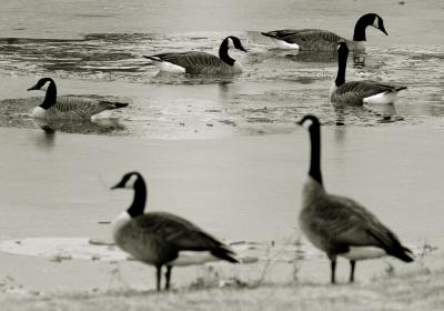 IceGeeseWeb-BW.jpg