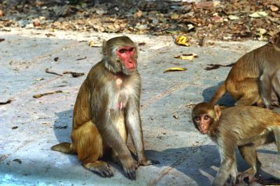 Monkeys on Delhi Street