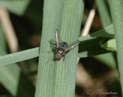 Fly-Hand-Held.jpg