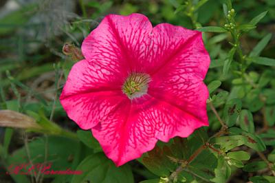 Red-Flower-04.jpg