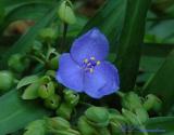 Spiderwort04.jpg