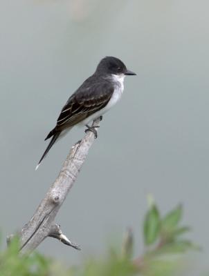 Eastern Kingbird (CRW_7184.jpg)