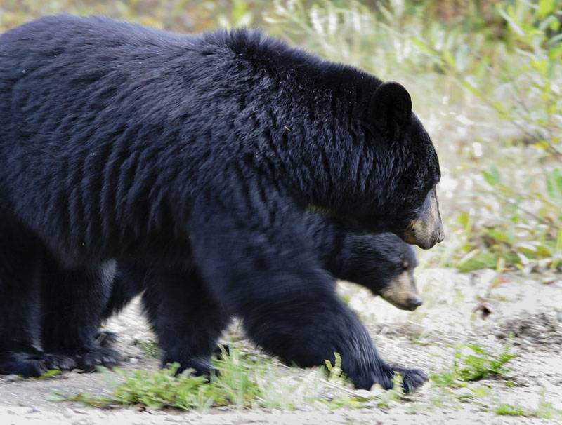 Bears_5558