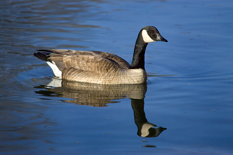 Canada Goose_P9E0390.jpg