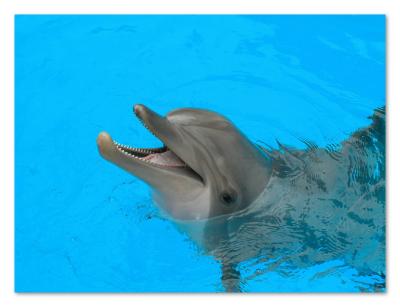 dolphin smile