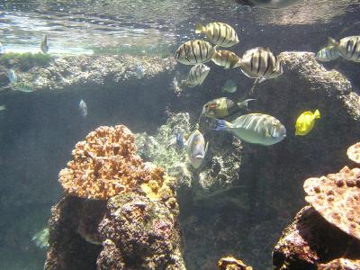 Maui Aquarium