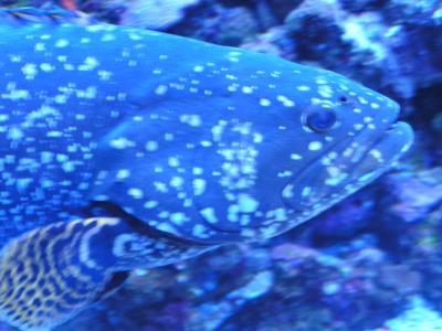 Maui Aquarium