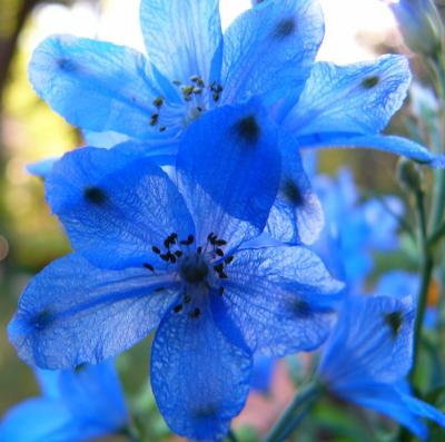 Blue (Jul 28th)
