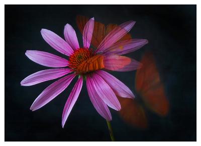 u35/stevew/medium/31841958.CRW_6789web.jpg