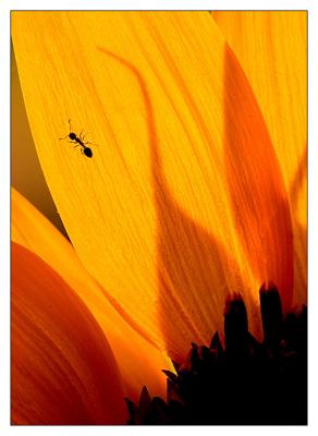 Macro & Close-up