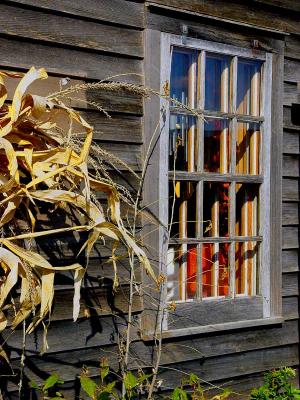 Fall Window*by daniel@play
